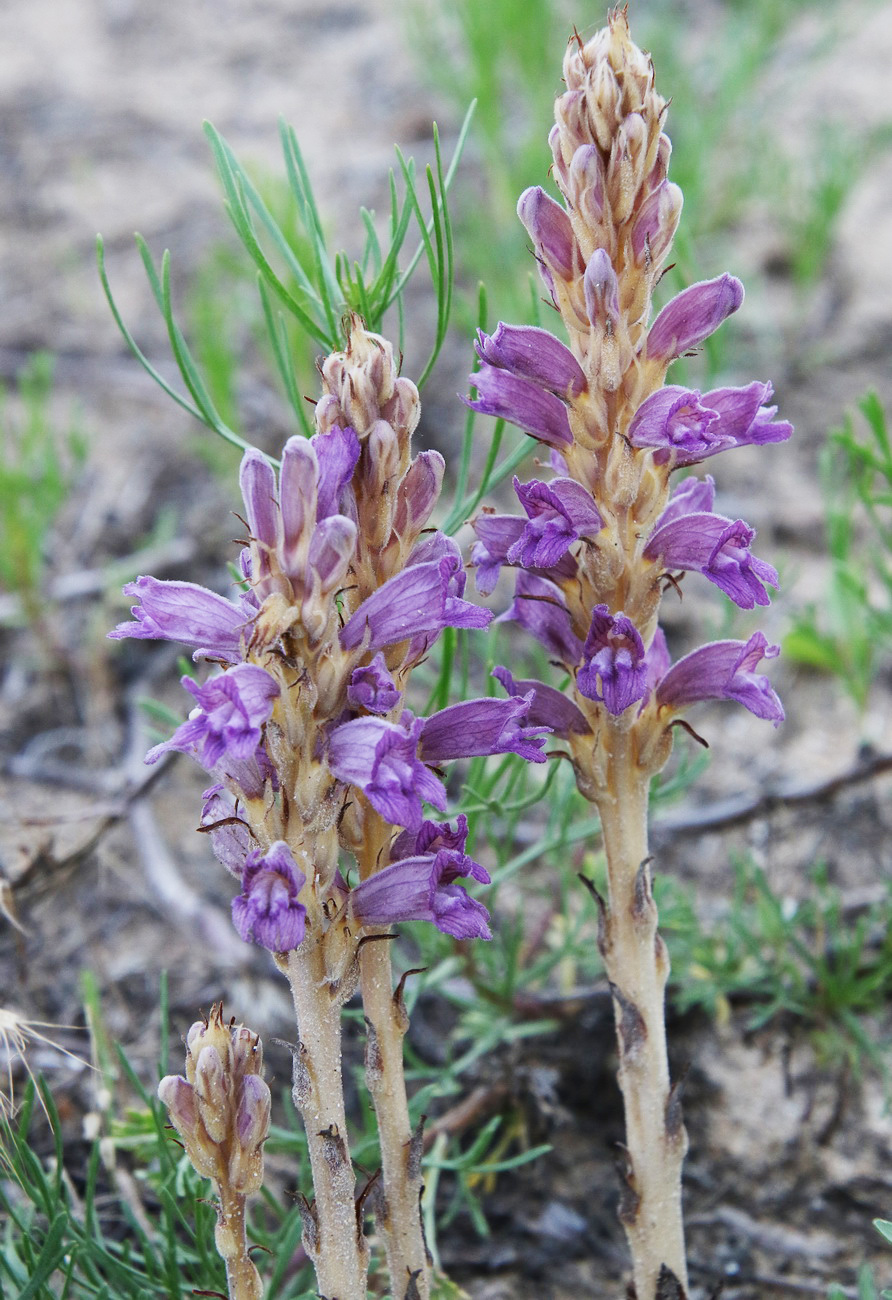 Image of Phelipanche arenaria specimen.