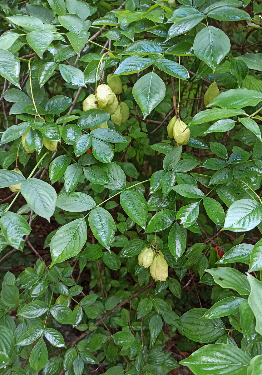 Image of Staphylea pinnata specimen.