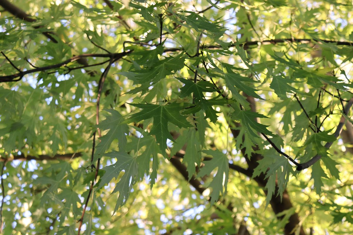 Image of genus Acer specimen.