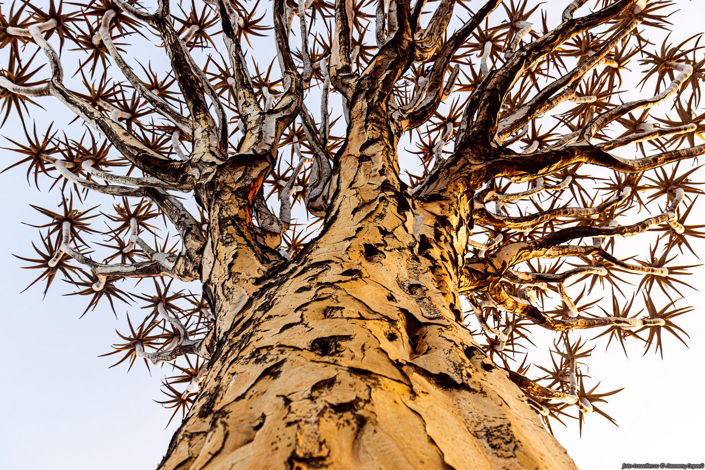 Изображение особи Aloidendron dichotomum.