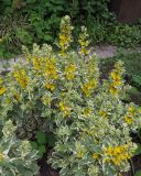 Lysimachia punctata. Цветущие растения (сорт 'Alexander'). Московская обл., в культуре. 06.07.2020.