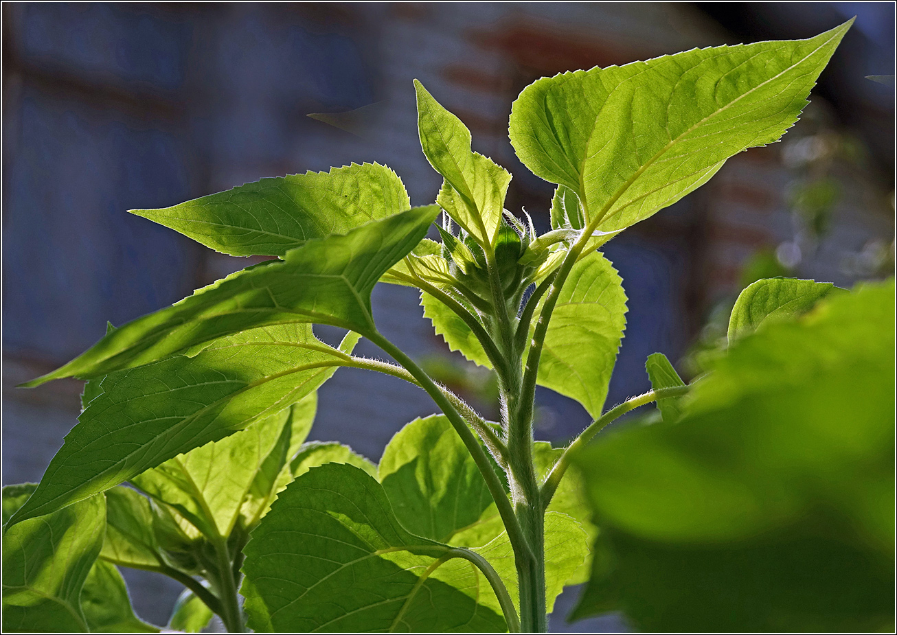 Image of Helianthus annuus specimen.