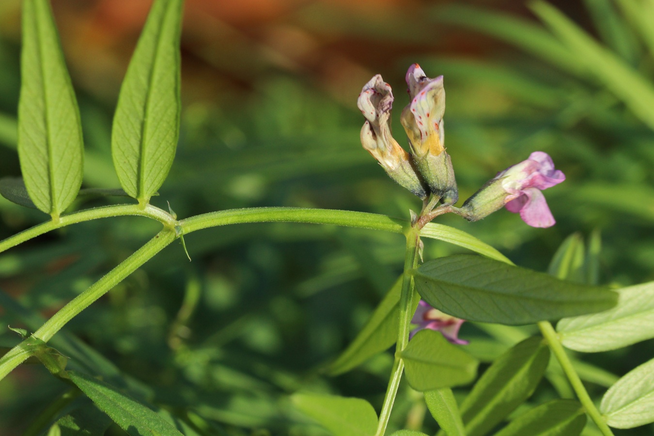 Изображение особи Vicia sepium.