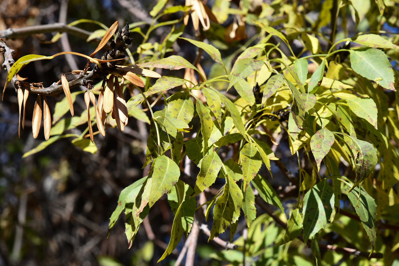 Image of Fraxinus sogdiana specimen.