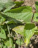 Nepeta grandiflora