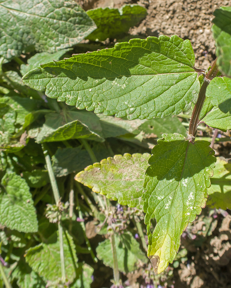 Image of Nepeta grandiflora specimen.