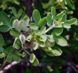 Chamaecytisus triflorus