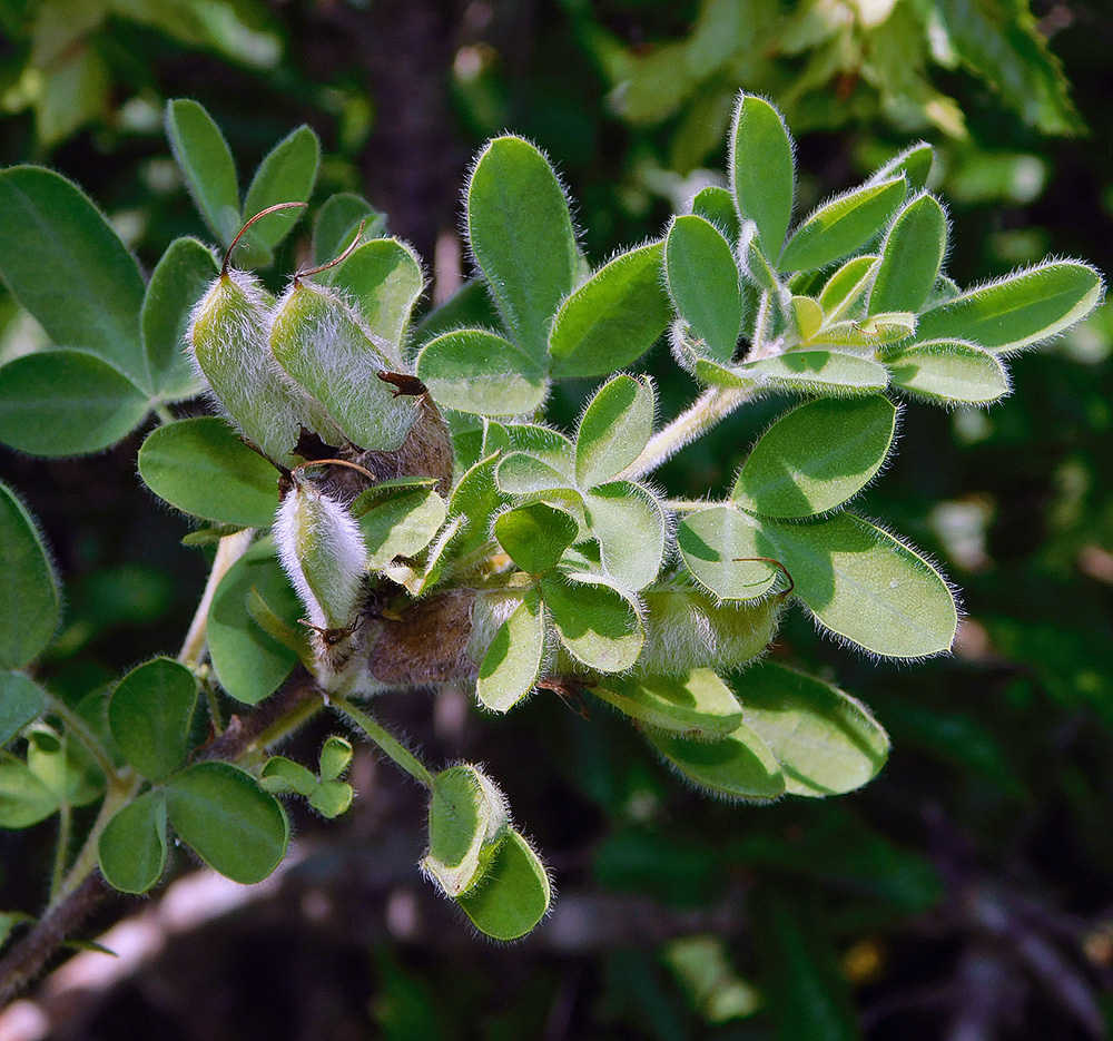 Изображение особи Chamaecytisus triflorus.