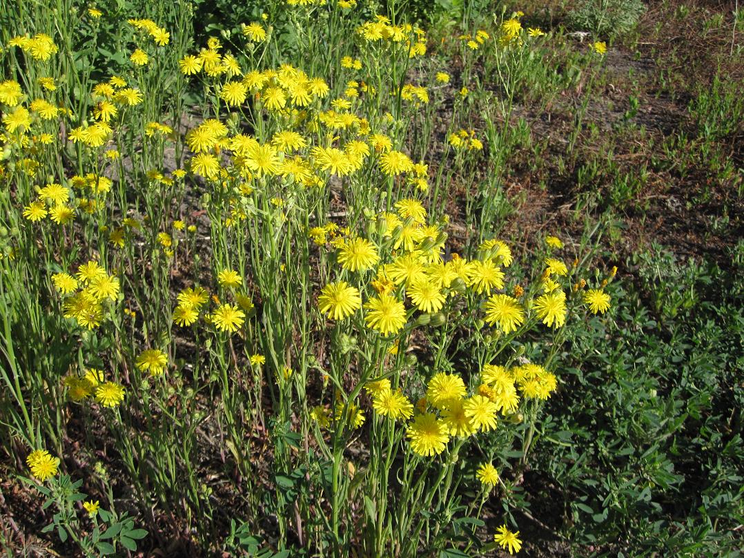 Image of Crepis tectorum specimen.