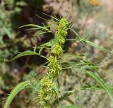 Datisca cannabina