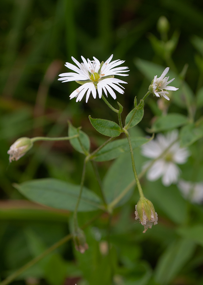 Изображение особи Fimbripetalum radians.