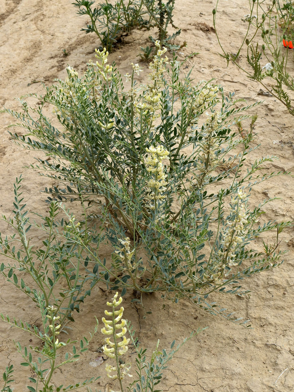 Image of Goebelia pachycarpa specimen.