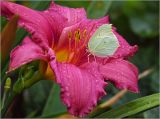 View full-size image Hemerocallis × hybrida
