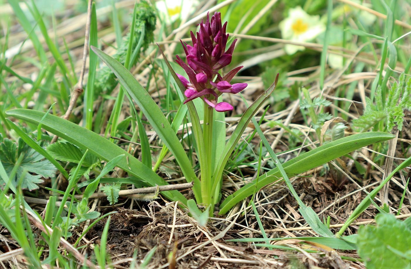 Изображение особи Dactylorhiza romana ssp. georgica.