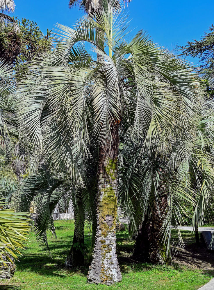 Image of Butia capitata specimen.