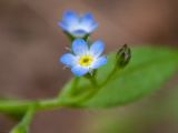 Смотреть изображение Myosotis sparsiflora