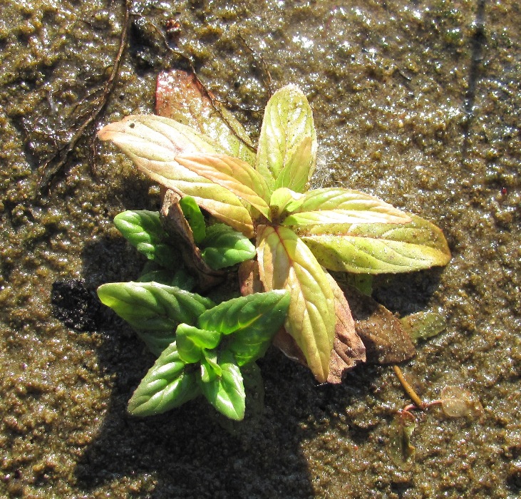 Image of Epilobium adenocaulon specimen.