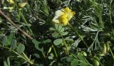 View full-size image Securigera orientalis