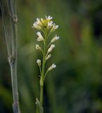 View full-size image Turritis glabra