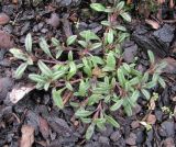 Cerastium holosteoides