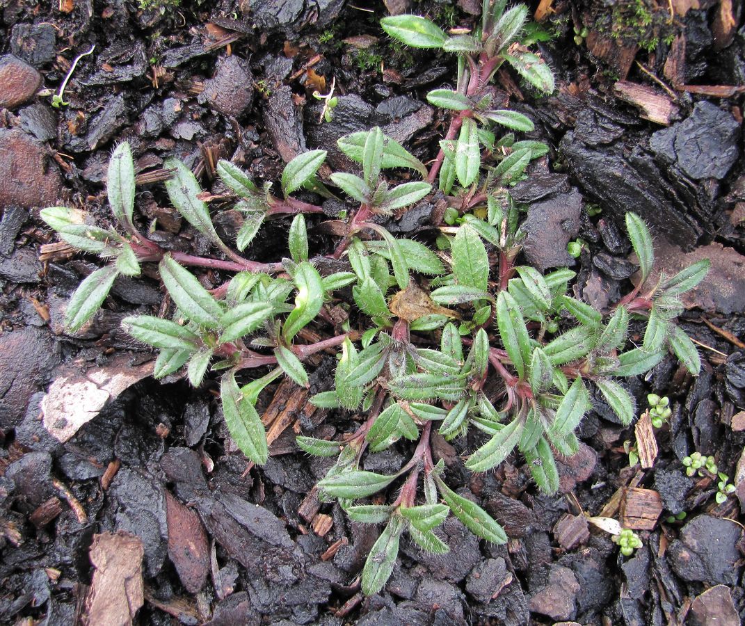 Image of Cerastium holosteoides specimen.