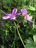 Смотреть изображение Geranium asphodeloides