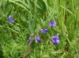 View full-size image Lathyrus cyaneus