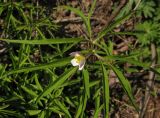 Anemone caerulea. Цветущее растение в культуре. Взято из окр. г. Новосибирска. 06.05.2011.