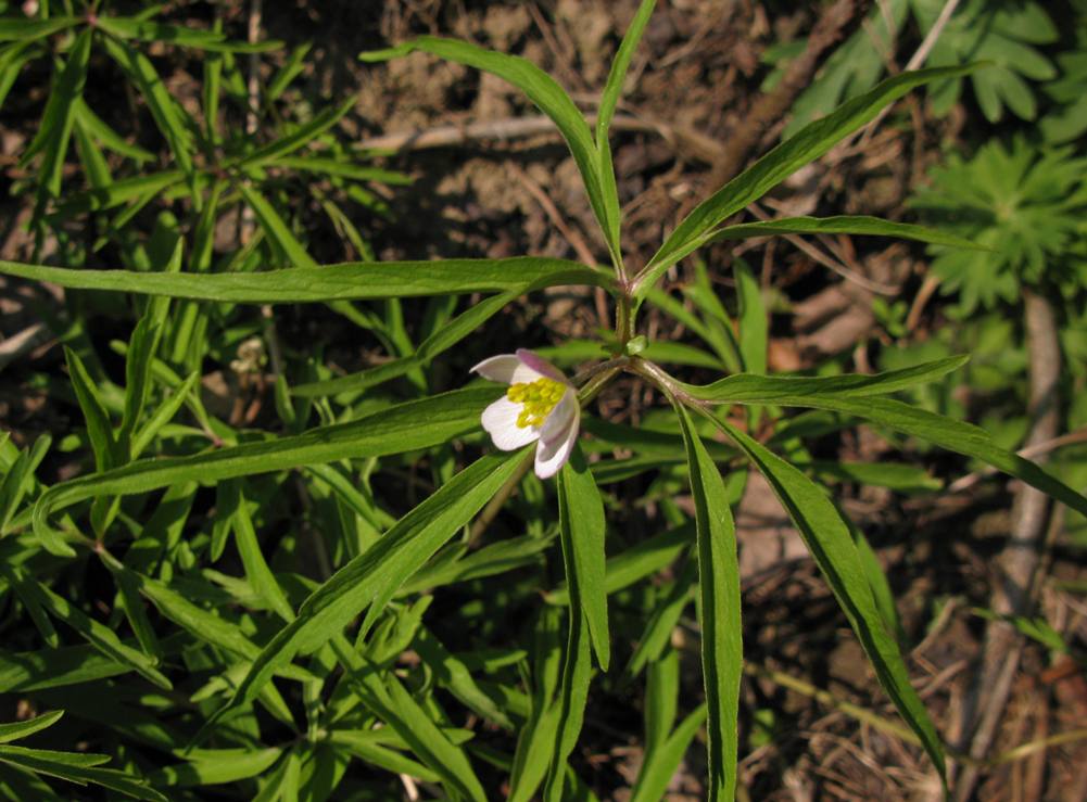 Image of Anemone caerulea specimen.