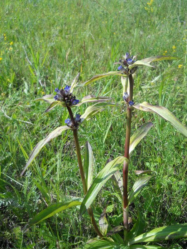 Image of Gentiana macrophylla specimen.