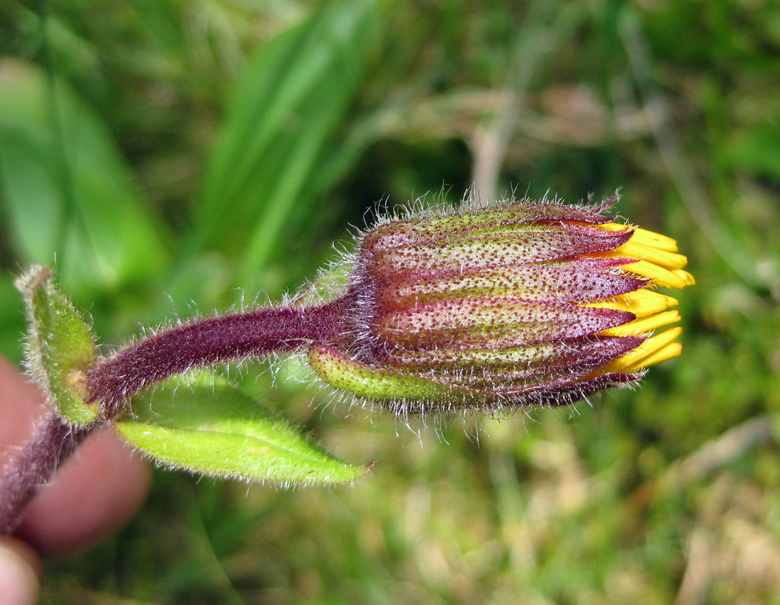 Image of Arnica montana specimen.