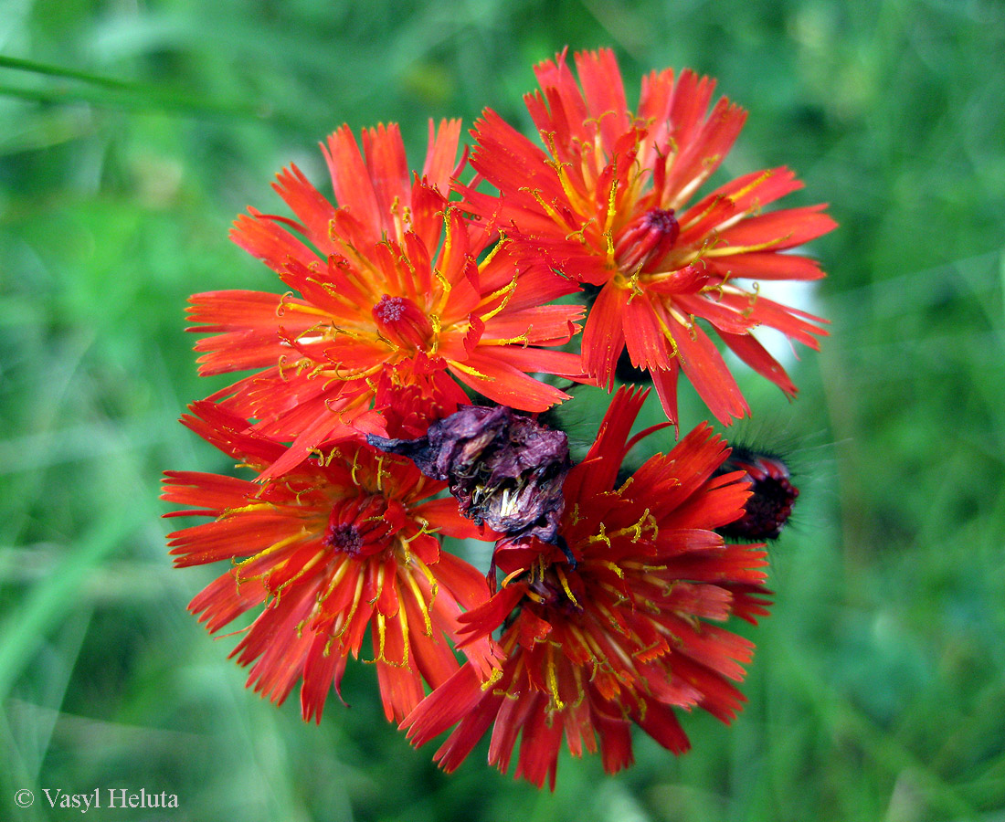 Image of Pilosella aurantiaca specimen.