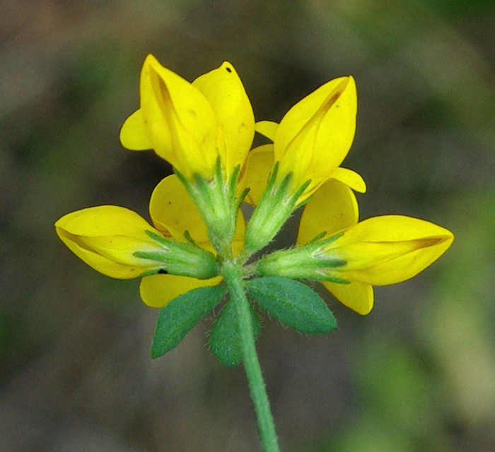 Изображение особи Lotus corniculatus.