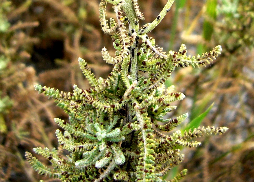 Image of Achillea wilhelmsii specimen.