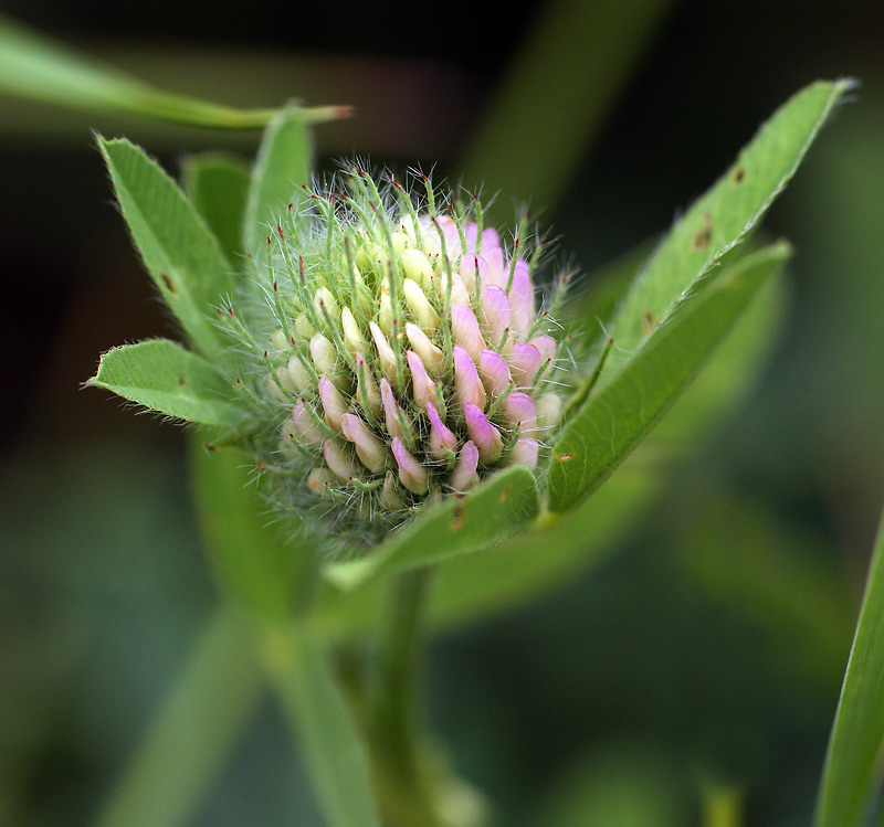 Image of Trifolium pratense specimen.