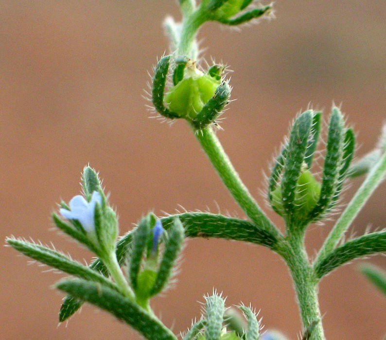 Image of Lappula spinocarpos specimen.