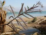 Tamarix tetragyna. Ветвь с соцветиями. Израиль, берег Мёртвого моря (около 1,5 м над уровнем воды). 21.02.2011.