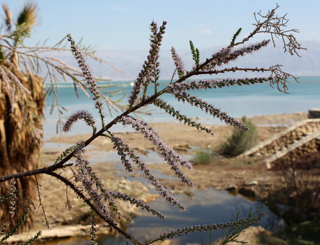 Image of Tamarix tetragyna specimen.