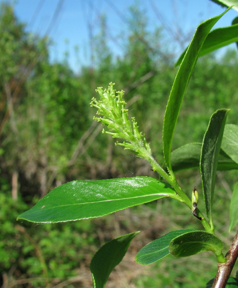 Image of Salix pentandra specimen.