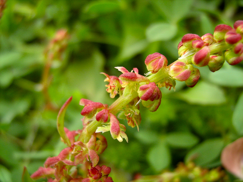 Изображение особи Rumex bucephalophorus.