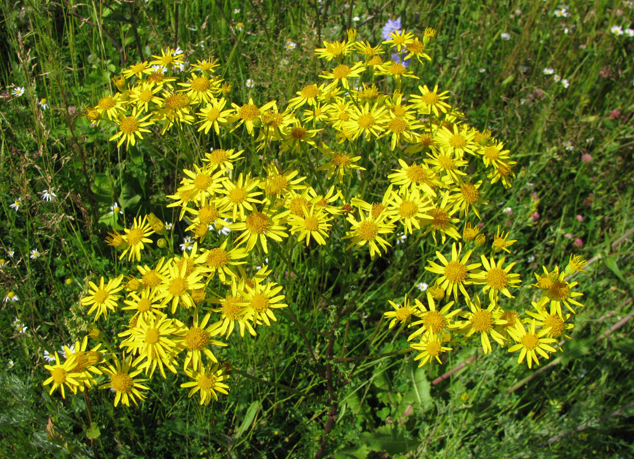 Изображение особи Senecio jacobaea.