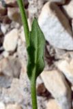 Hesperis matronalis. Верхний стеблевой лист. Свердловская обл., окр. г. Североуральск, перед забором частного дома. 18.07.2011.