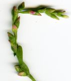 Persicaria hydropiper. Часть соцветия. Курская обл., Железногорский р-н, берег р. Мицень. 24 июля 2007 г.