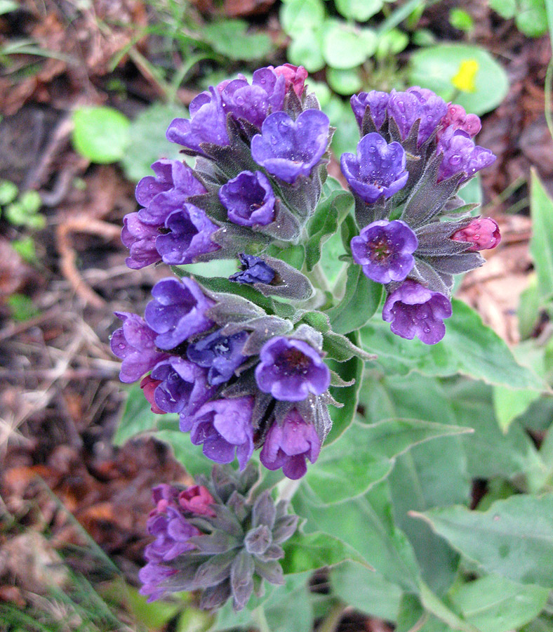 Изображение особи Pulmonaria mollis.