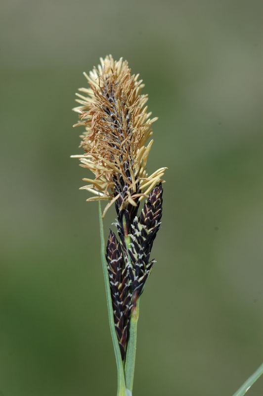 Изображение особи Carex orbicularis.