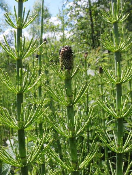 Image of Equisetum fluviatile specimen.