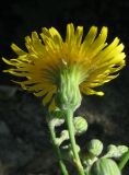 Sonchus arvensis. Соцветие (вид со стороны обёртки). Крым, Белогорский р-н, окр. с. Земляничное, у дороги. 23 июня 2012 г.