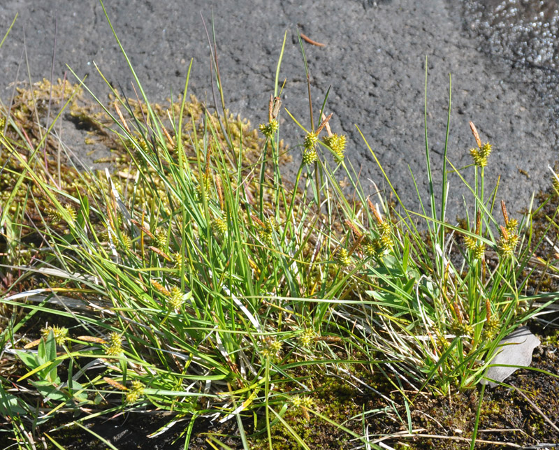 Image of Carex flava specimen.