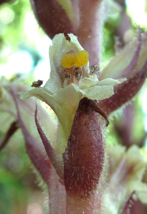 Изображение особи Orobanche hederae.