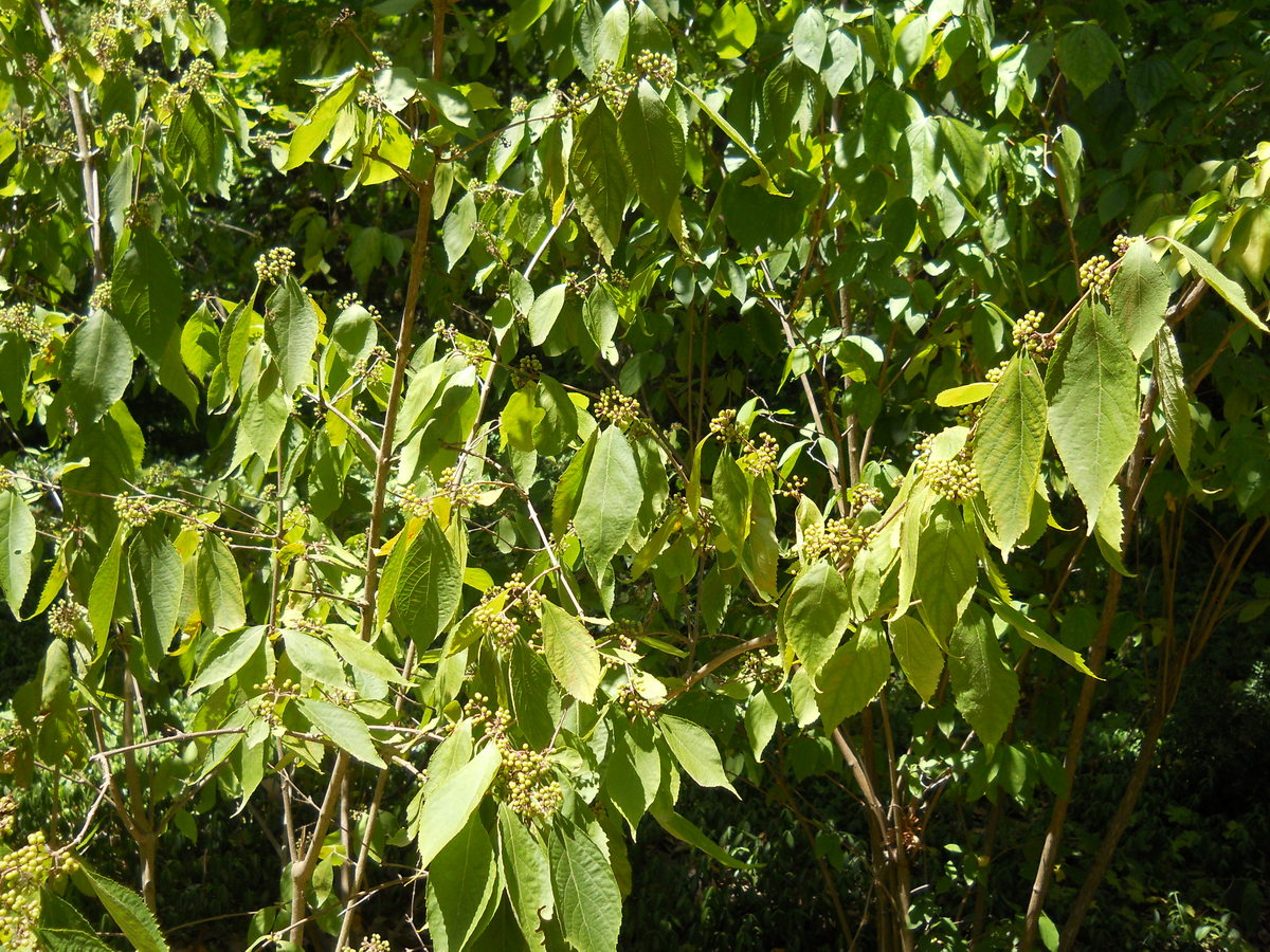 Image of Callicarpa bodinieri specimen.